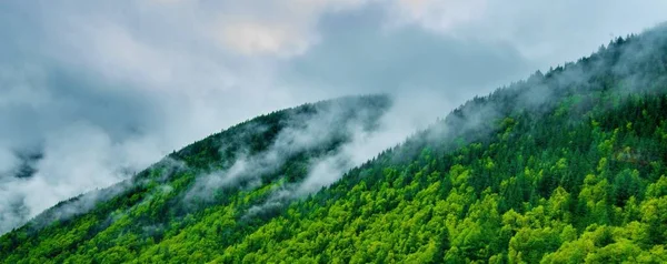 Borový les s mlhou — Stock fotografie