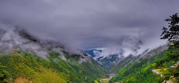 çam ormanı ile sis