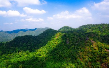 Ormanın havadan görünüşü
