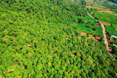 Orman arazisinden geçen dağ yolunun üzerinden geçen hava manzarası.
