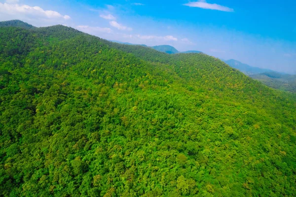 Luftaufnahme des Waldes — Stockfoto