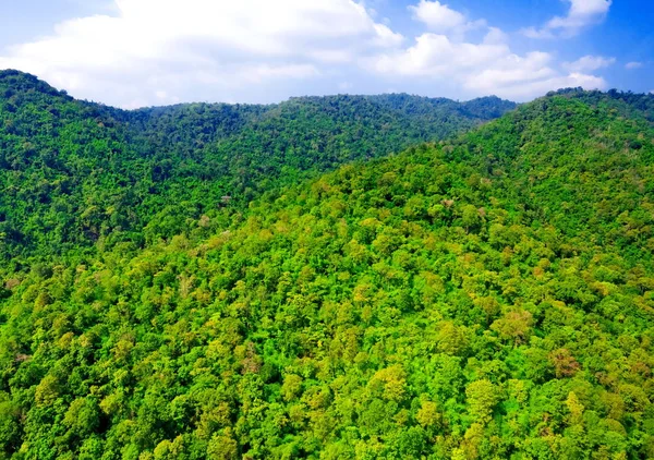 Uitzicht vanuit de lucht op Forest — Stockfoto