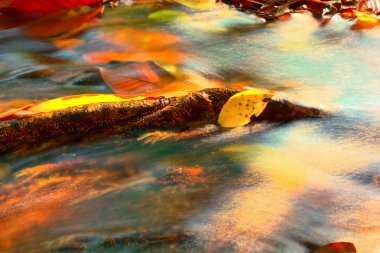 renkli yaprak etrafında akan su ile bir yosun kaplı kayada dinlenme düşmek