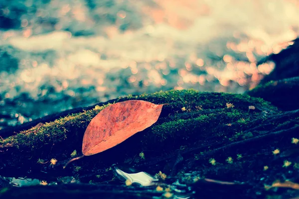 Fall colored leaf resting on a moss covered rock with water flowing around it — Stock Photo, Image