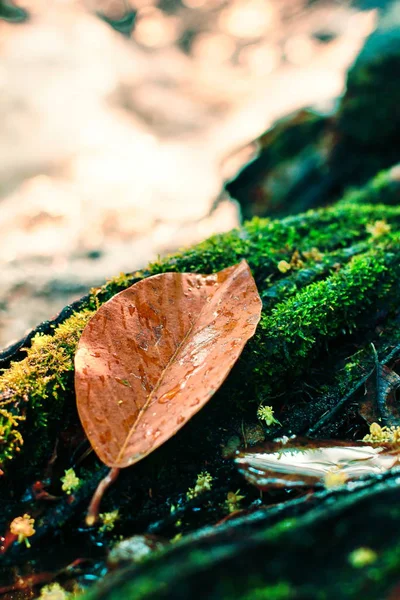 Hoja de color caída descansando sobre una roca cubierta de musgo con agua que fluye a su alrededor — Foto de Stock