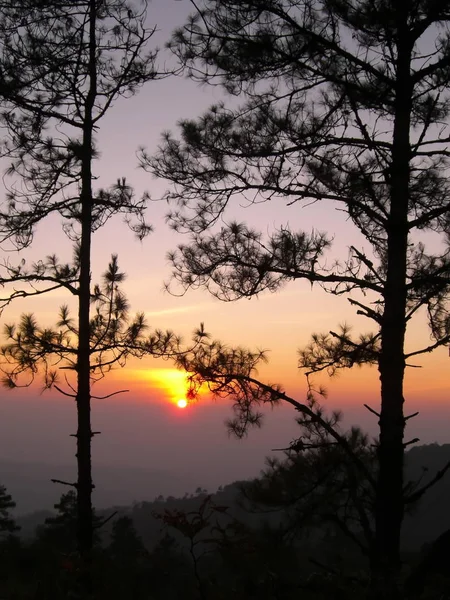 Por do sol através de pinheiros — Fotografia de Stock