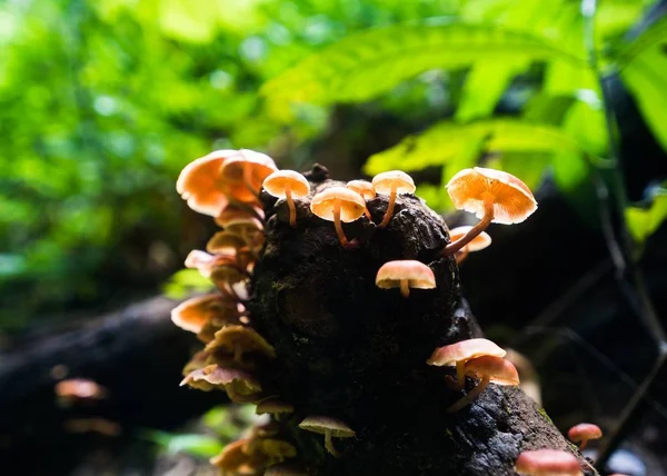 雨の森のキノコ — ストック写真