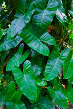 yeşil yaprak bitkisi