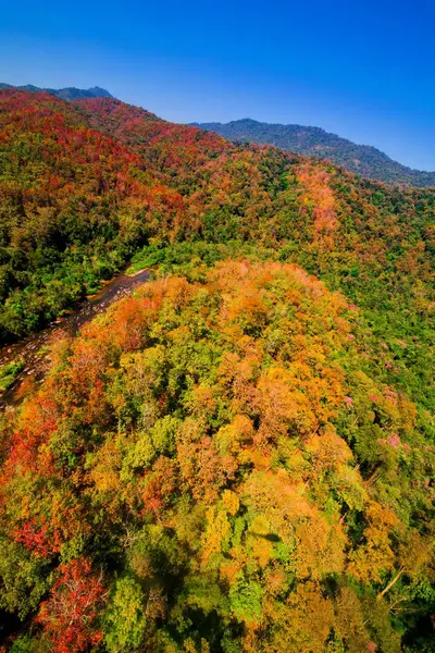 秋の森の空中風景 — ストック写真