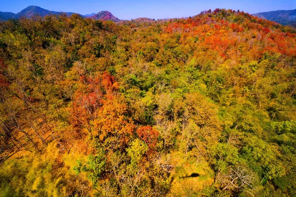 Aerial view of autumn forest — Stock Photo, Image