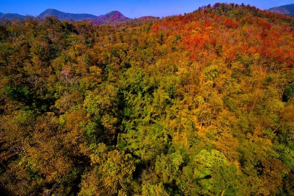 Aerial view of autumn forest — Stock Photo, Image