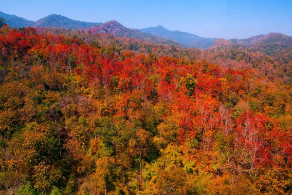 Aerial view of autumn forest — Stock Photo, Image