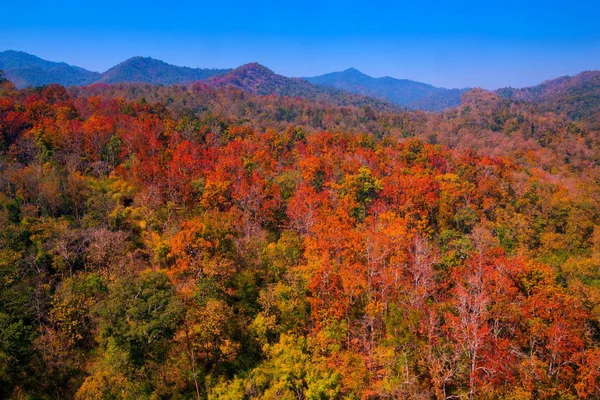 Aerial view of autumn forest — Stock Photo, Image