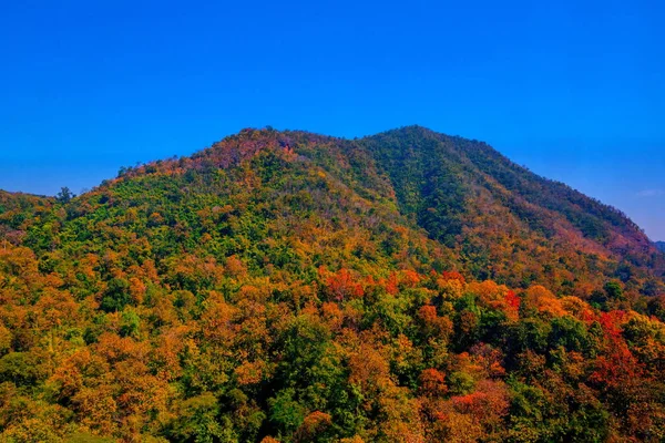 Aerial view of autumn forest — Stock Photo, Image