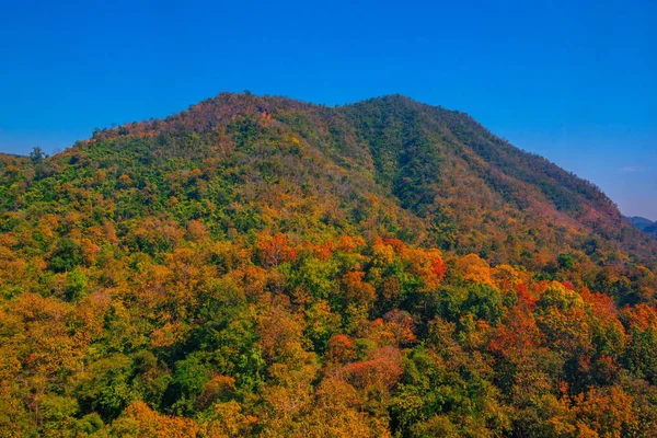 Aerial view of autumn forest — Stock Photo, Image