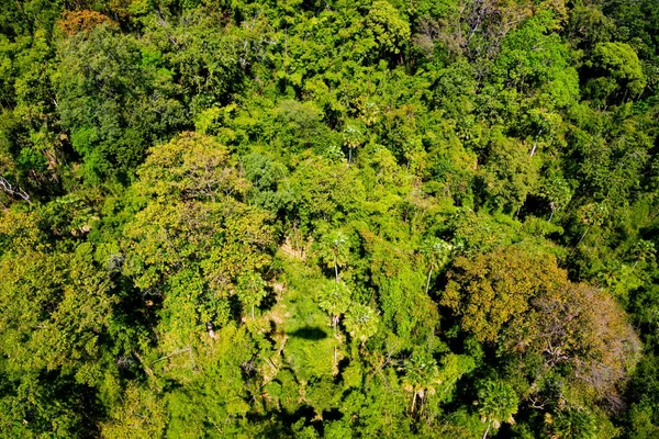Aerial view of the forest — Stock Photo, Image