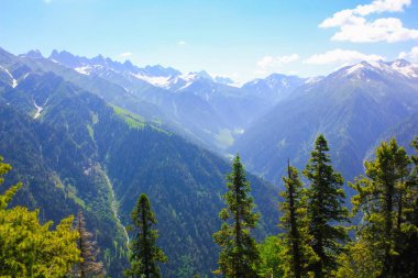 dağ Vadisi kaplı çam ormanı