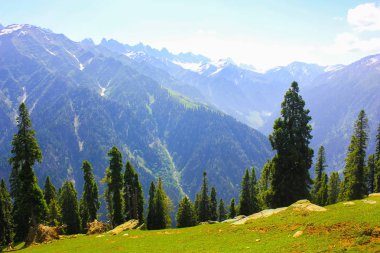 dağ Vadisi kaplı çam ormanı