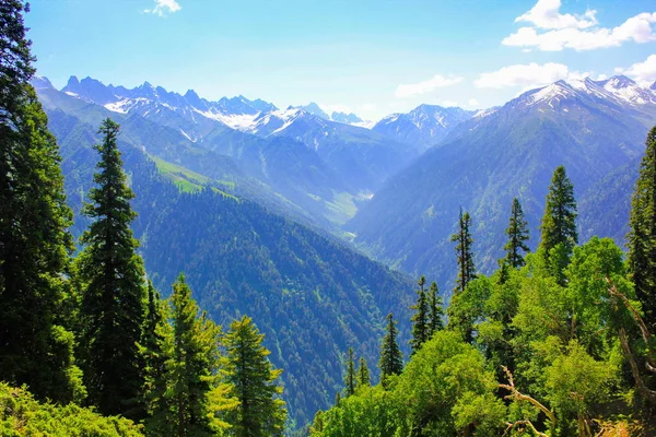 Mountain valley covered pine forest — Stock Photo, Image