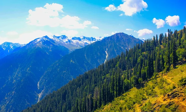 Mountain valley omfattas tallskog — Stockfoto