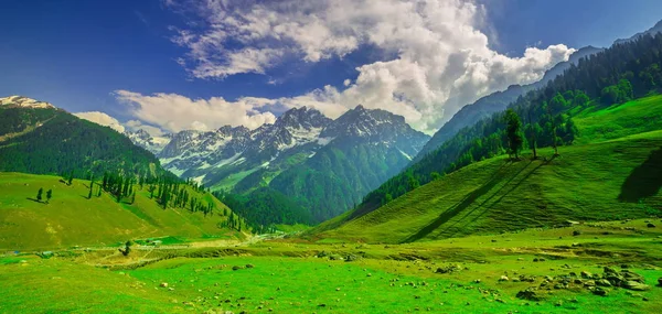 Sonamarg, Jammu ve Kashmir 'in karlı manzaralı güzel dağ manzarası, Hindistan