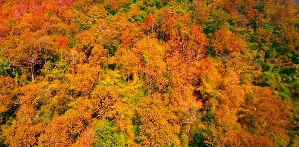 Luftaufnahme des Herbstwaldes — Stockfoto