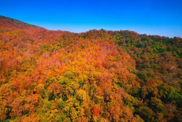 Aerial view of autumn forest — Stock Photo, Image