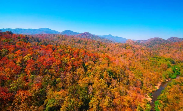 秋の森の空中風景 — ストック写真