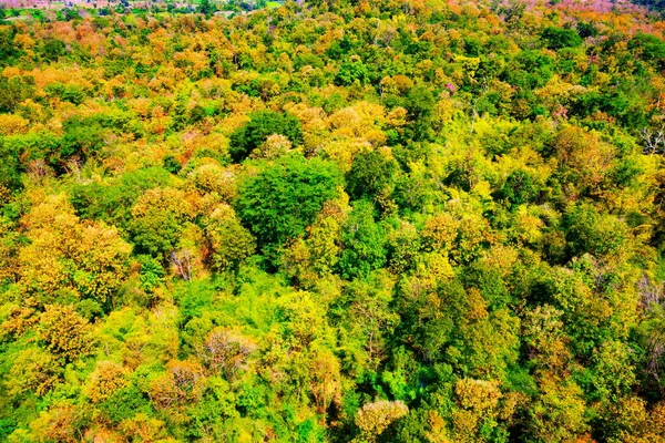 Vue aérienne de la forêt d'automne — Photo