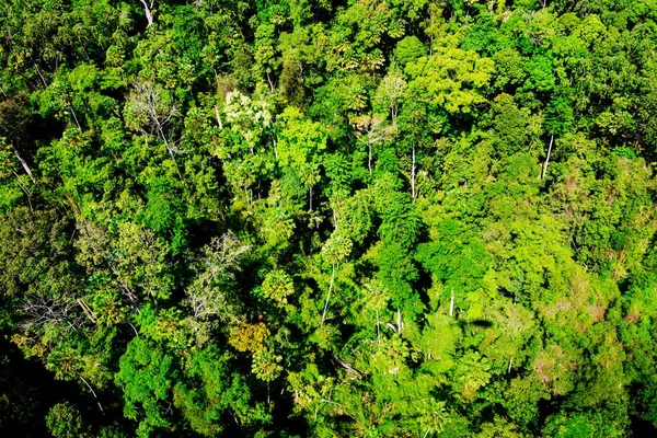 Αεροφωτογραφία του Δάσους — Φωτογραφία Αρχείου