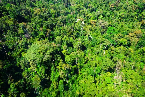 Vista aérea da Floresta — Fotografia de Stock