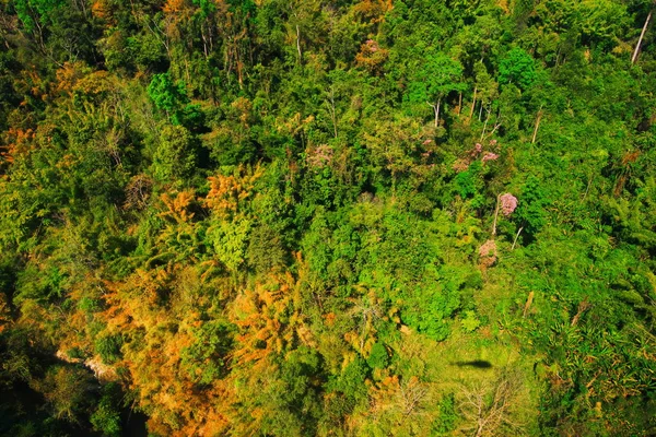 Vista aérea del bosque — Foto de Stock