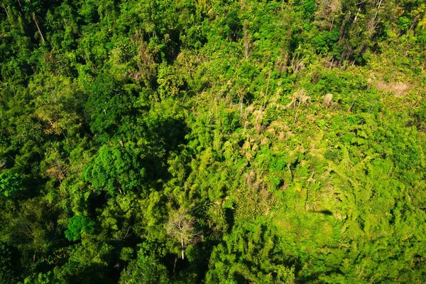 Vista aérea del bosque — Foto de Stock