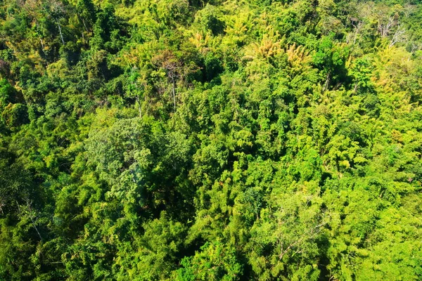 Vista aérea del bosque — Foto de Stock