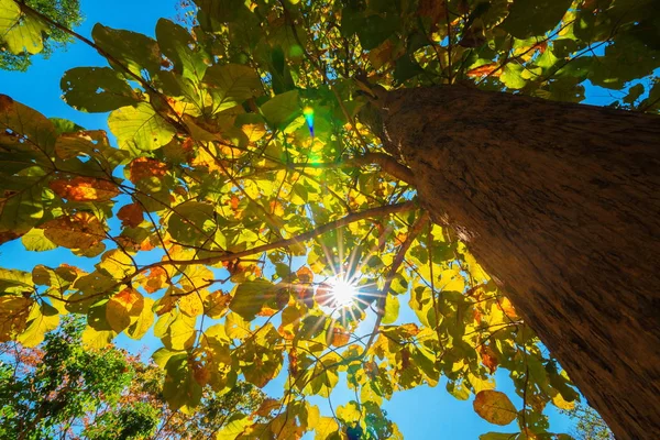 Looking up trees — Stock Photo, Image