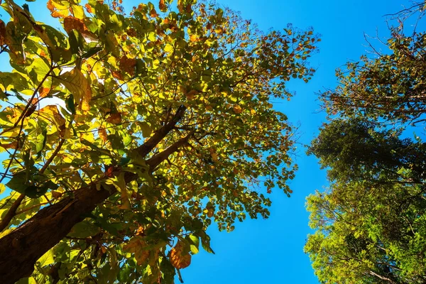 Looking up trees — Stock Photo, Image