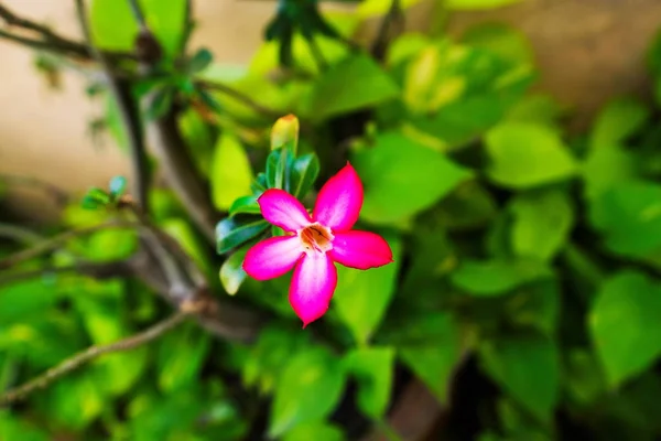 Impala lírio adênio - flores vermelhas — Fotografia de Stock