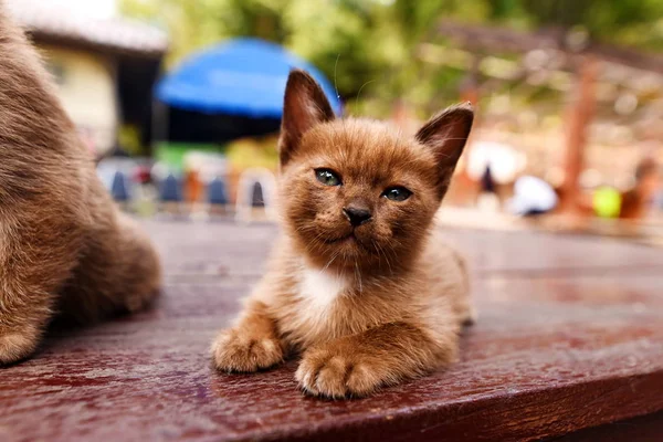 Lindo gato, gatito gato — Foto de Stock