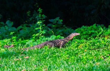 su monitör kertenkele varanus salvator