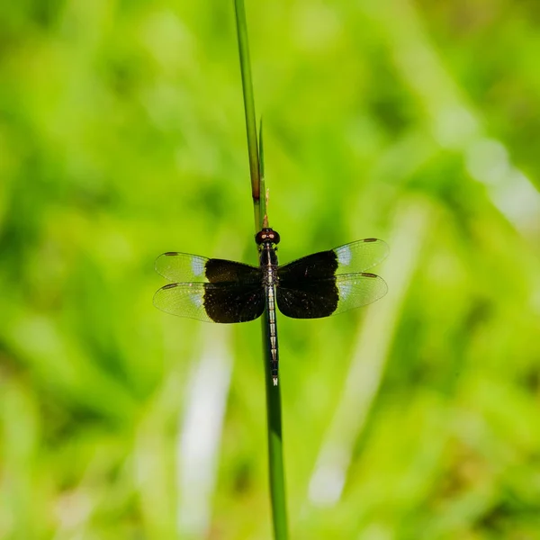 Neurothemis tullia tullia, libélula na grama verde . — Fotografia de Stock