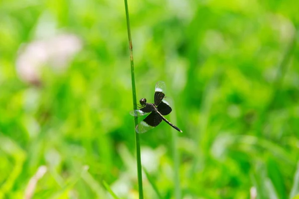 Neurothemis tullia tullia, Yusufçuk yeşil çimenlerin üzerinde. — Stok fotoğraf