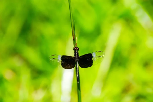 Neurothemis tullia tullia, libélula en la hierba verde . — Foto de Stock