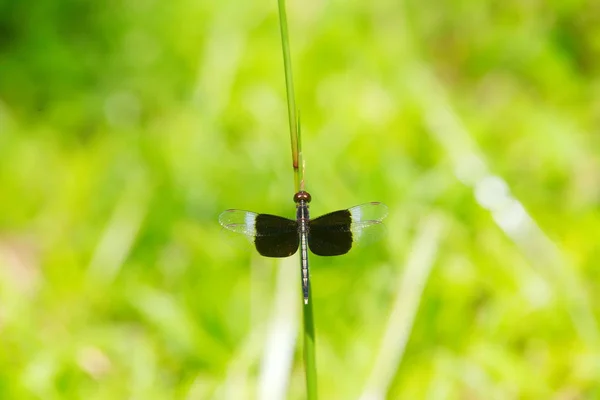 Neurothemis tullia tullia、緑の草の上のトンボ. — ストック写真