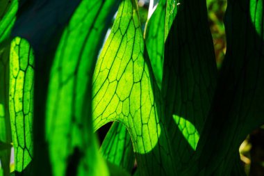 Staghorn Fern yaprak dokusu yakın çekim