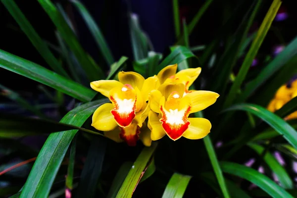 Cymbidium insigne orchid — Stock Photo, Image