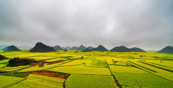 Canola campo, campo de flores de colza con la niebla en Luoping, China —  Fotos de Stock