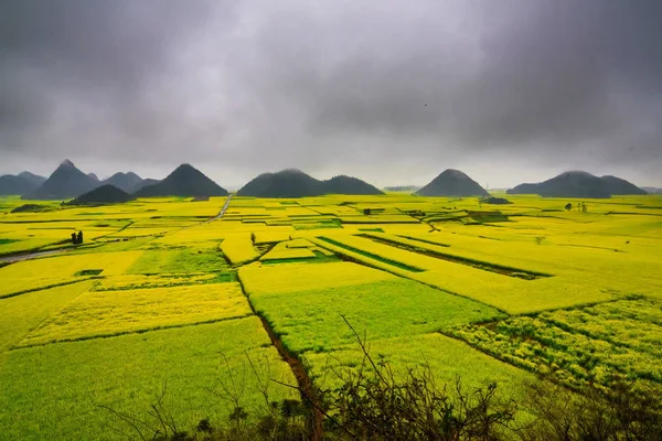 Canola field, rapeseed flower field with the mist in Luoping, China — Stock Photo, Image