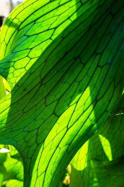 Close Up de Staghorn Fern Folha Textura — Fotografia de Stock