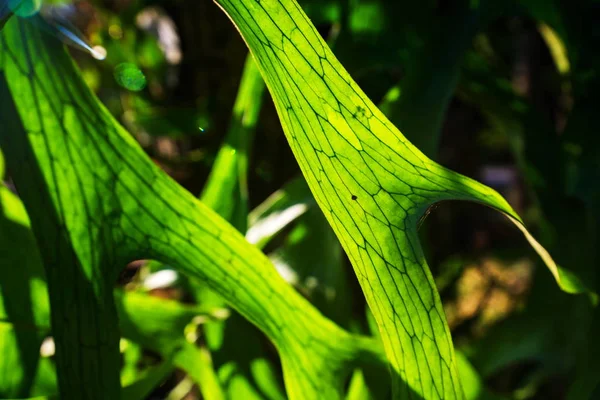 Gros plan sur la texture des feuilles de fougère de Staghorn — Photo