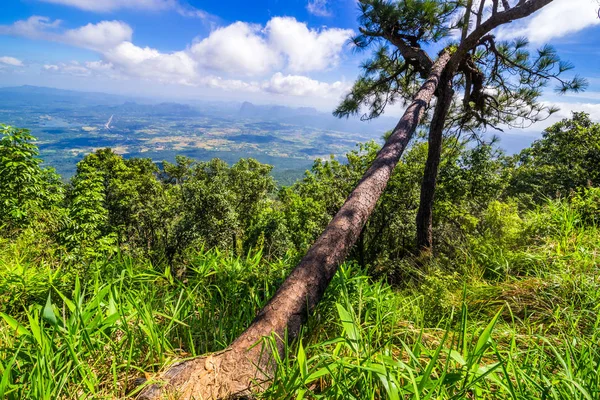 Tree and branch — Stock Photo, Image